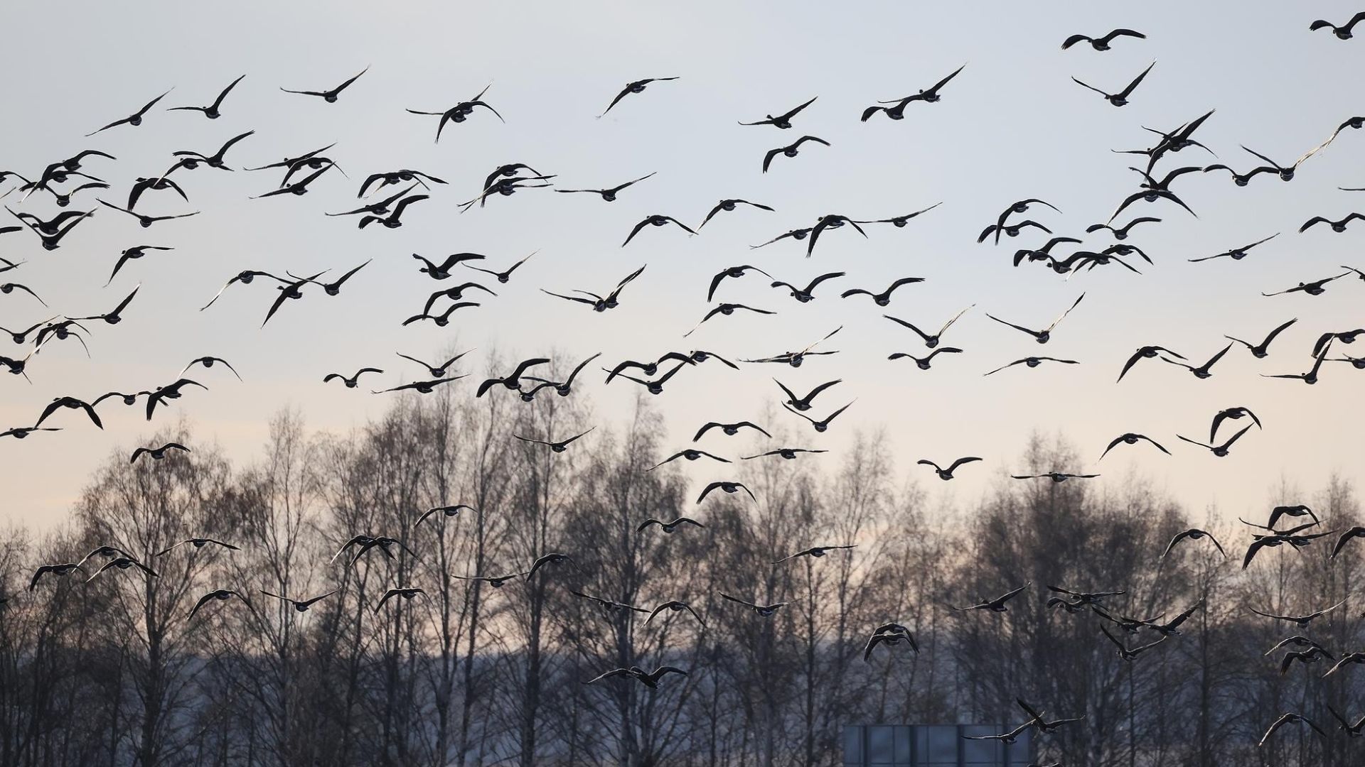 Ptasia grupa w Suwałkach i Augustowie